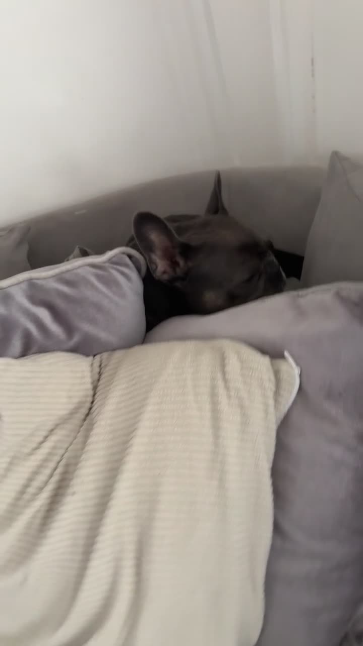 French Bulldog dogs for sale: Willow - Frenchie in Blyth - Video 1