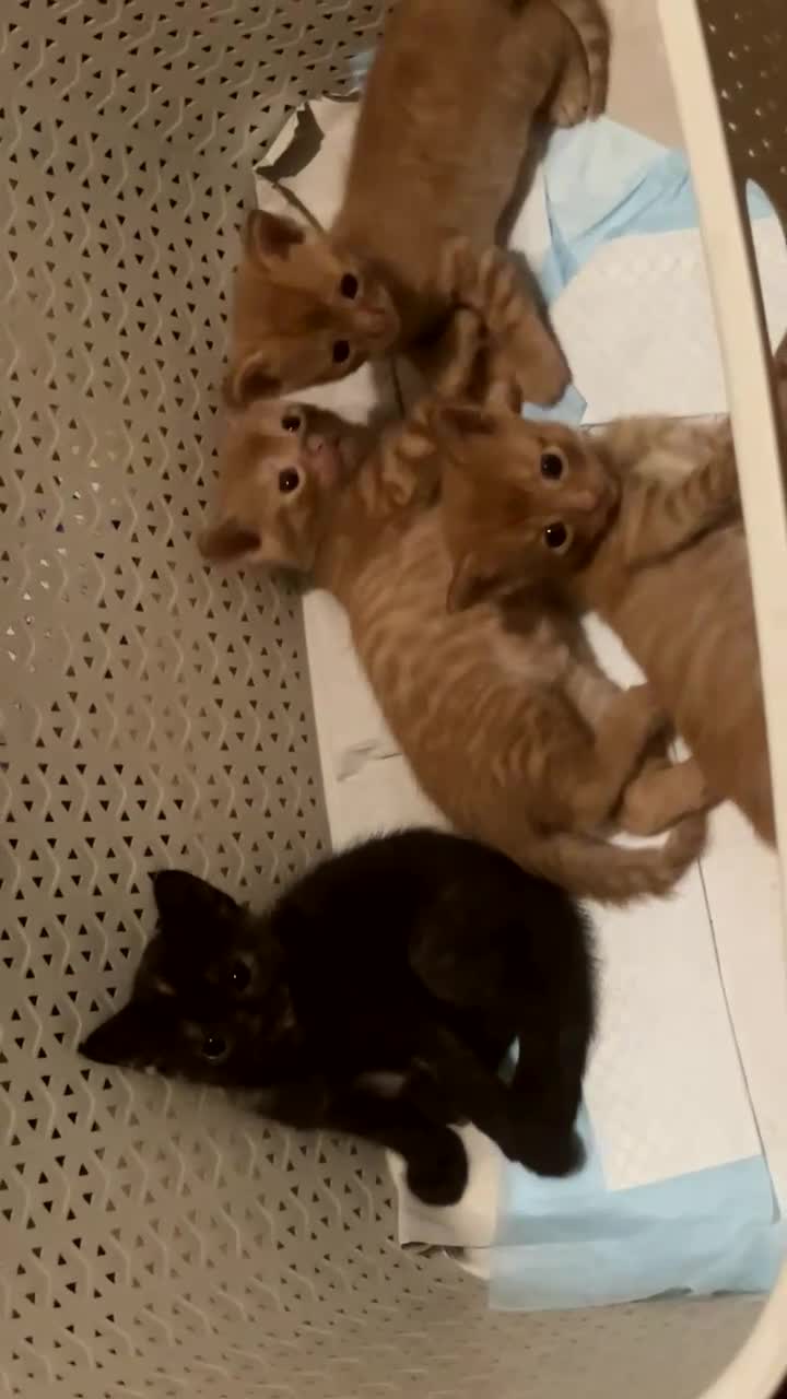 Mixed Breed cats for sale: Mixed Breed (ginger+black+white) kitten - Video 1