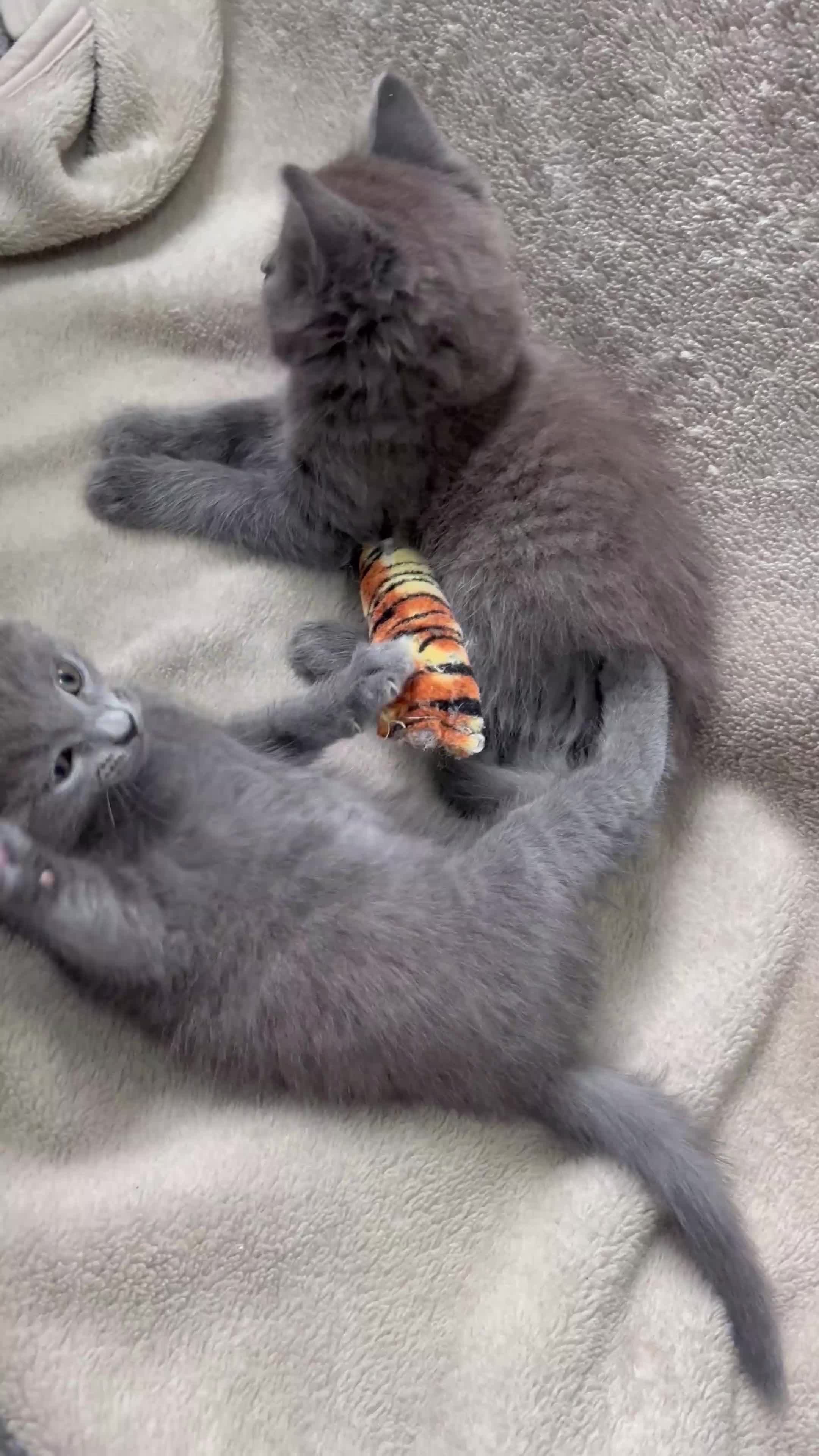 Mixed Breed cats for sale: Russian blue mixed breed kittens  - Video 4