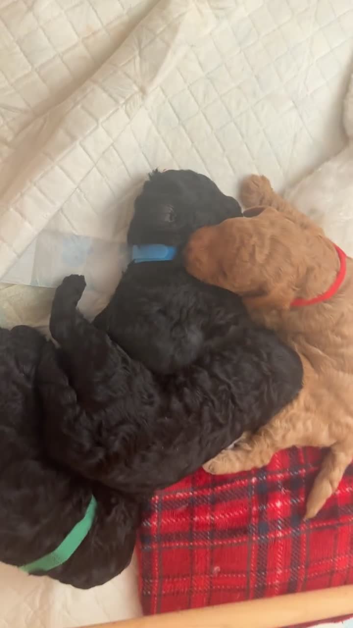 Cockapoo dogs for sale: Stunning Toy poodles ⭐️ - Video 1