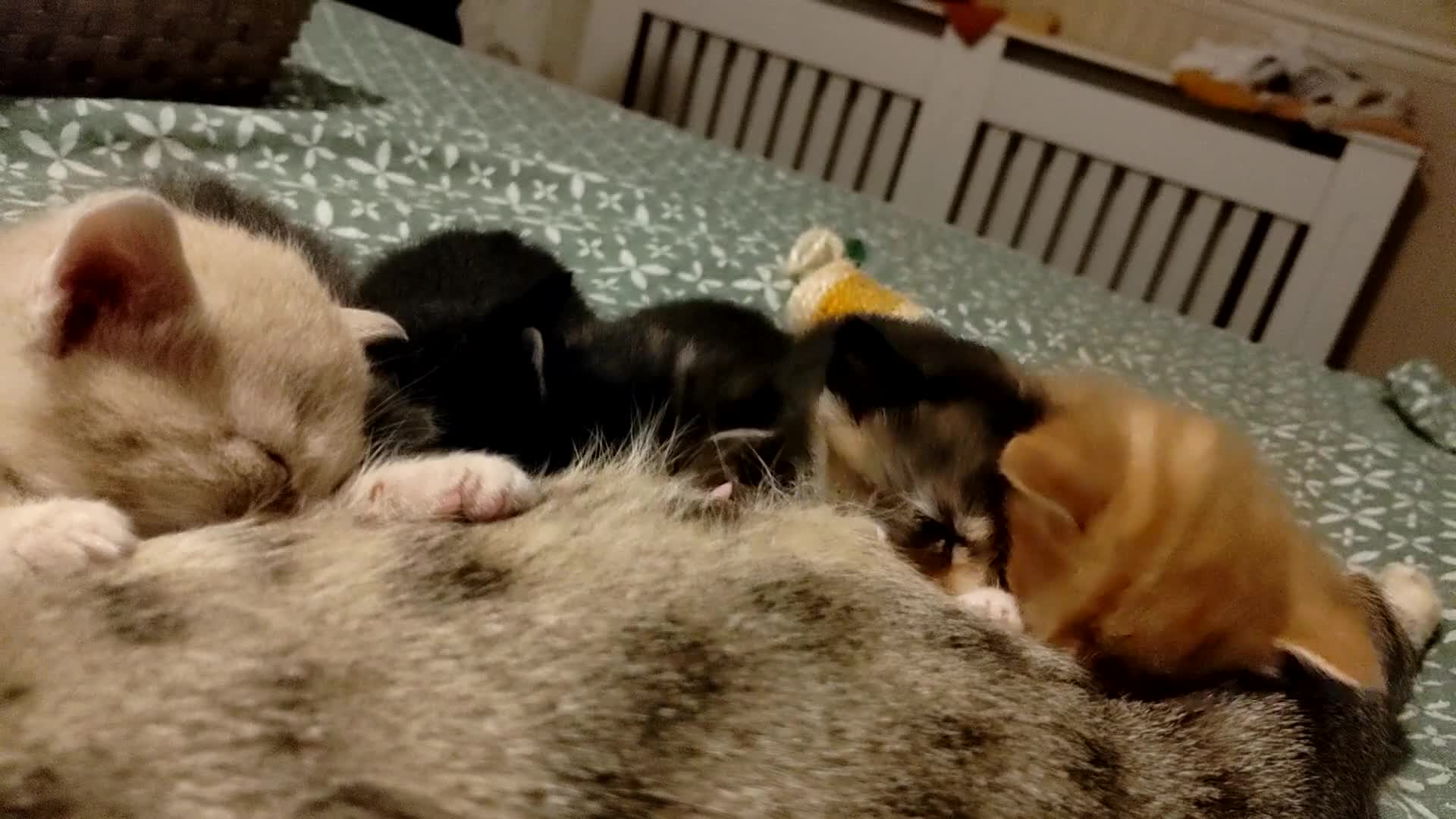Mixed Breed cats for sale: 6 Gorgeous Kittens Looking for Forever Homes  - Video 1