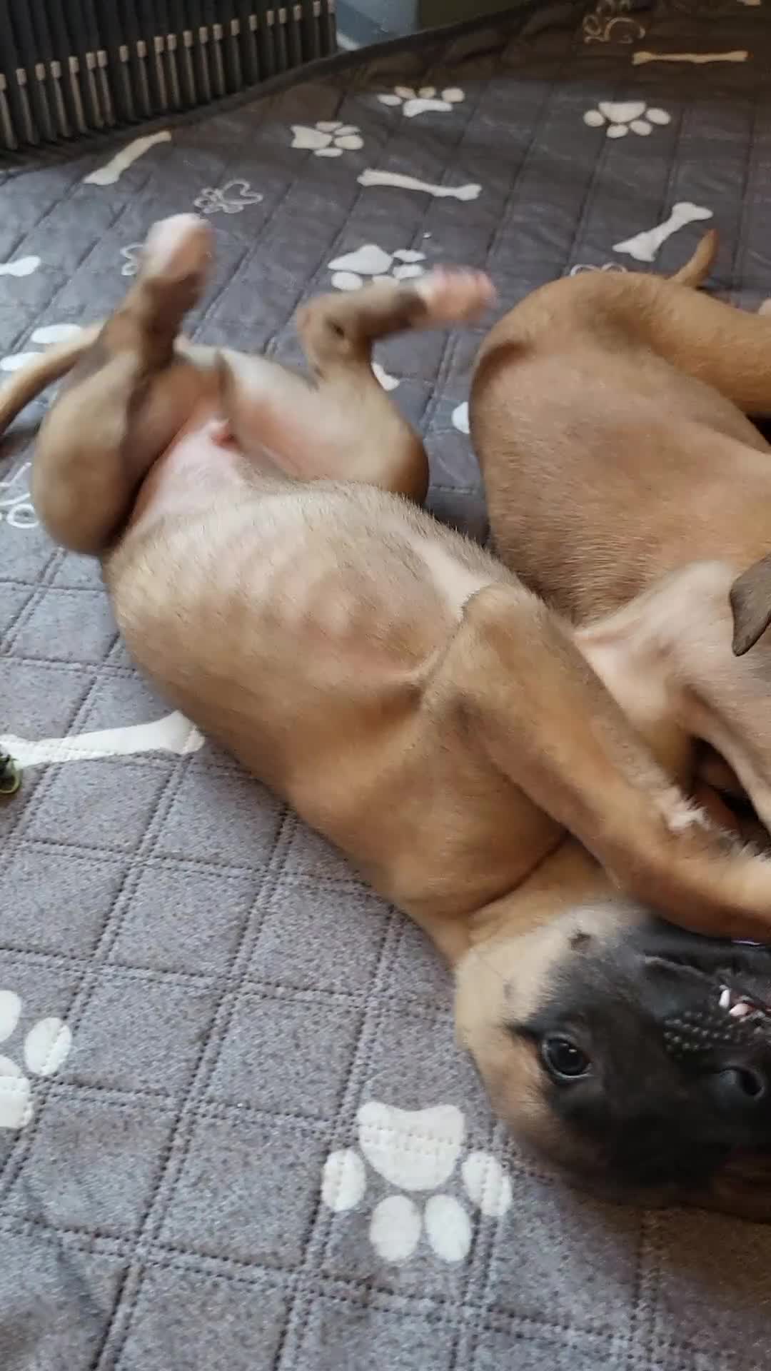 Whippet dogs for sale: These Adorable pups are needing a forever home. - Video 2