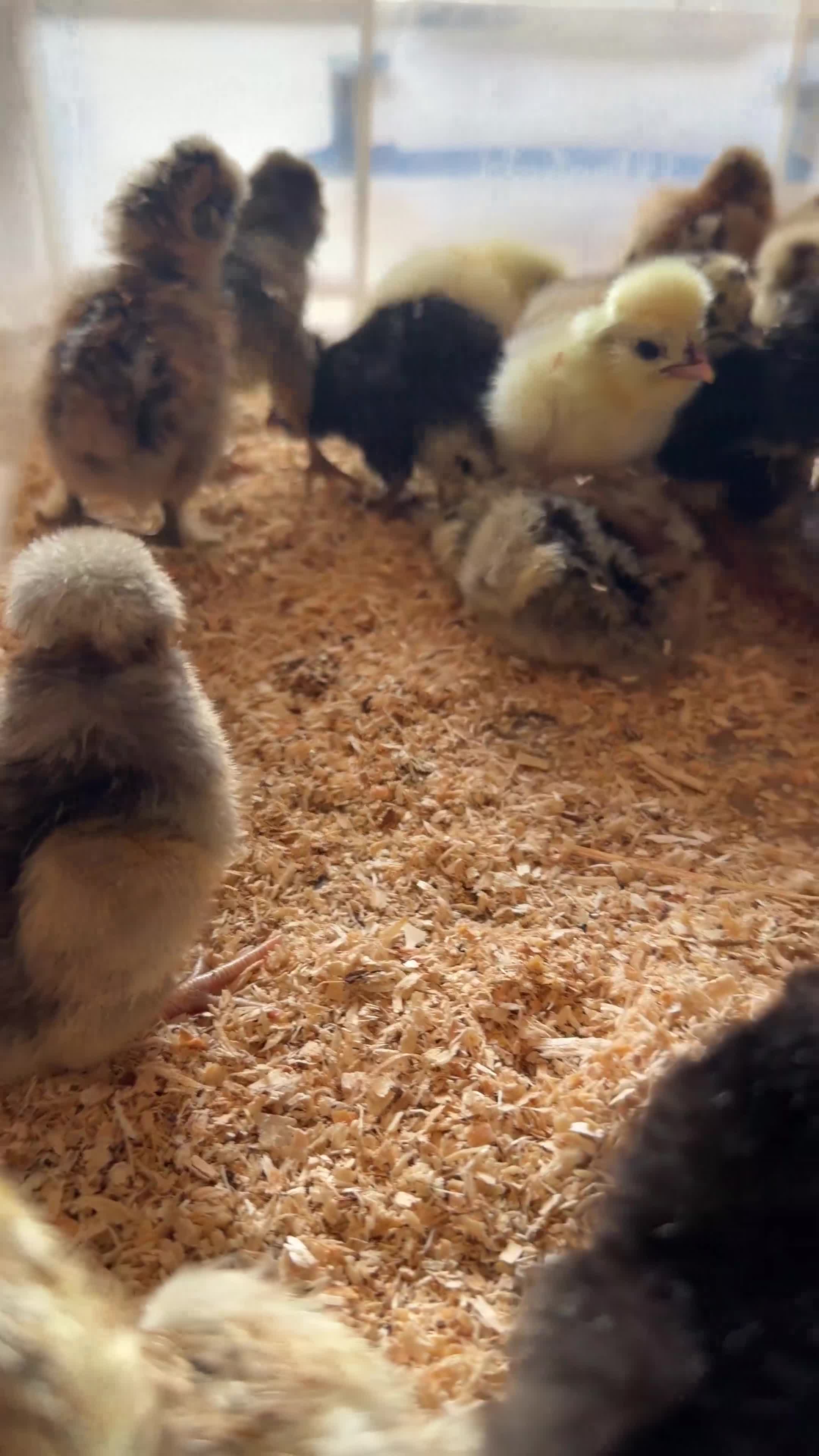 Chickens poultry for sale: Silkies & polish chicks  - Video 1