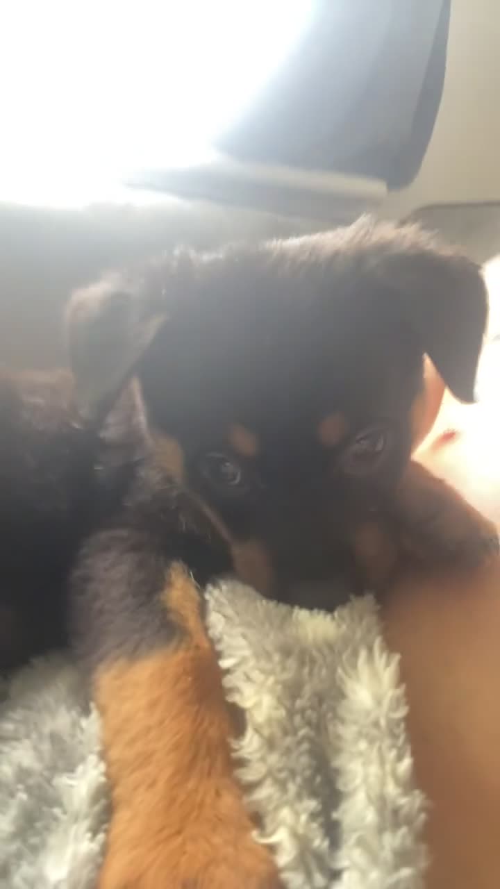Rottweiler dogs for sale: Lewis Ballington - Video 2