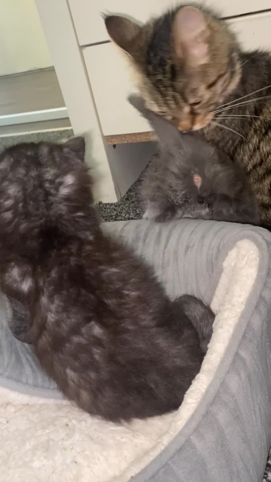 Mixed Breed cats for sale: Mainecoon and british shorthair mix  - Video 1