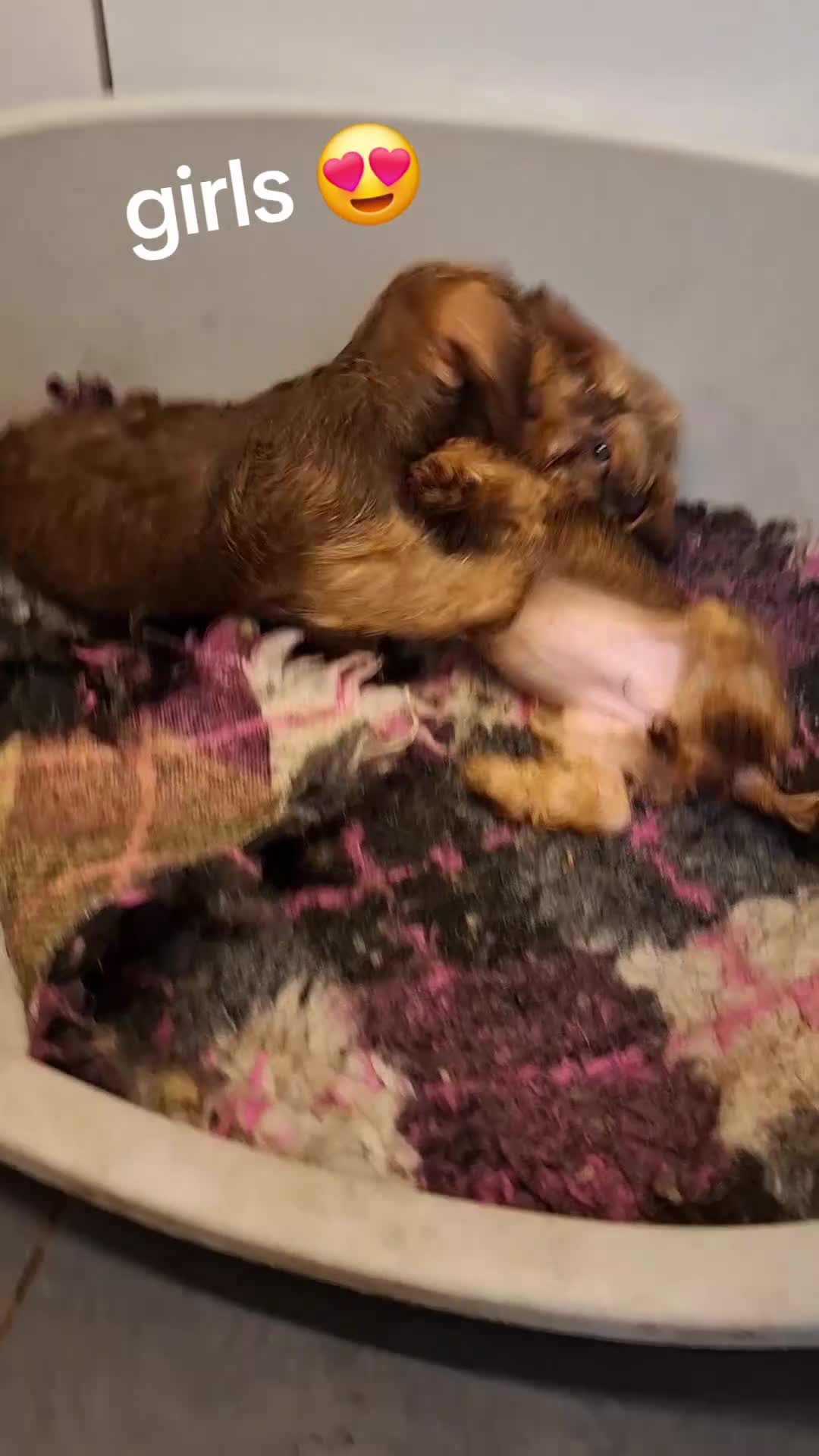 Miniature Dachshund dogs for sale:  🇬🇧 Mini Dachshund wired hair Stunning Colours🐾 - Video 2