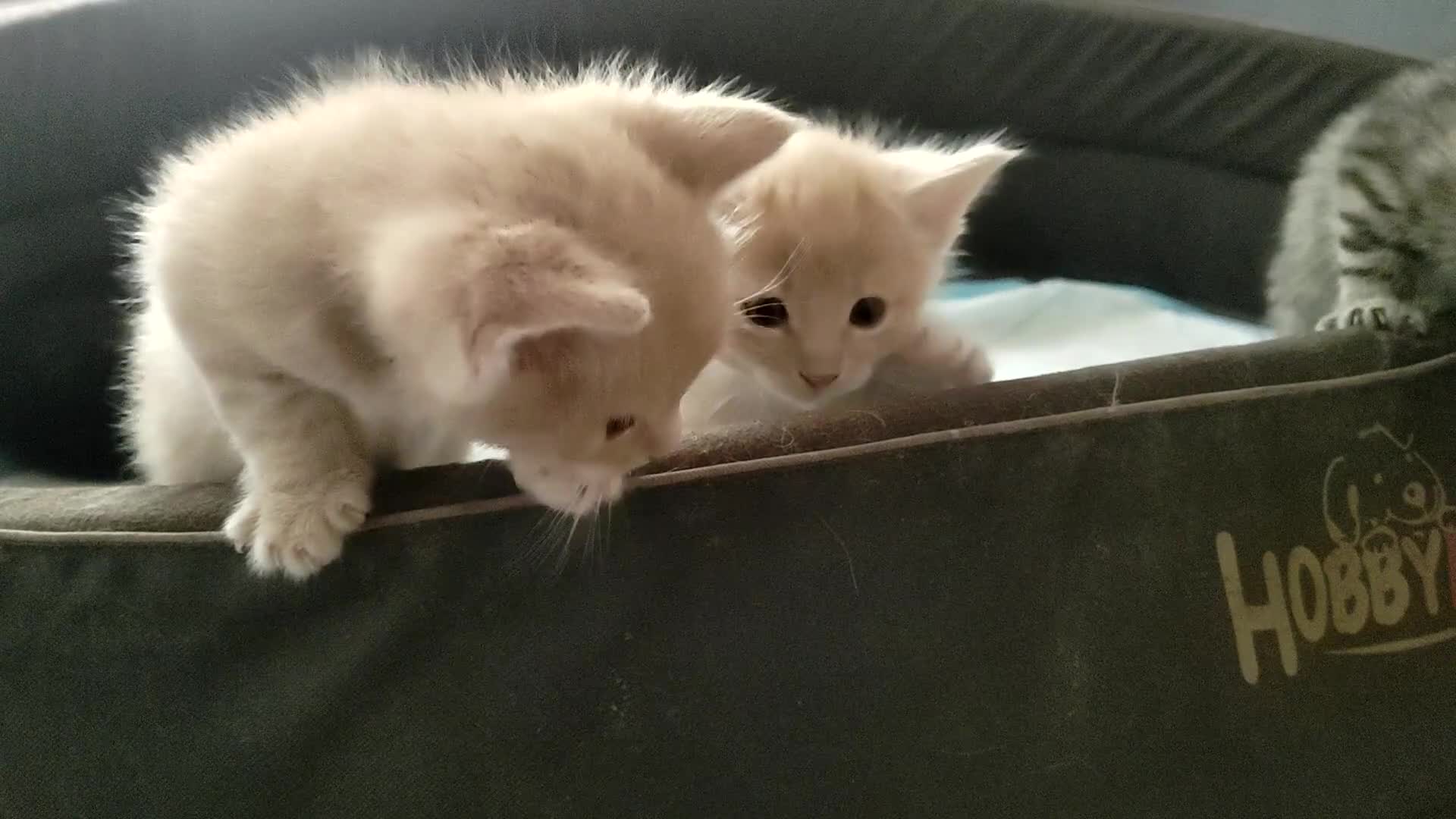 Mixed Breed cats for sale: Adorable kittens are looking for lovely home  - Video 3