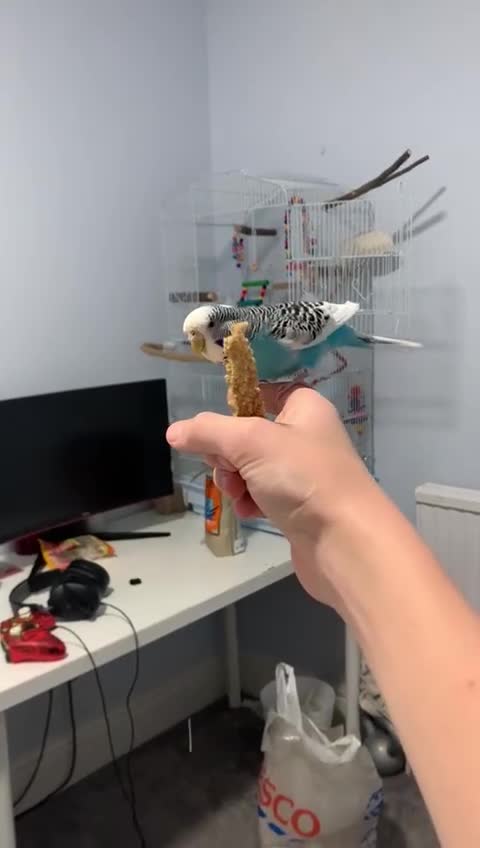 Budgerigars birds for sale: Budgie for rehoming with cage - Video 1