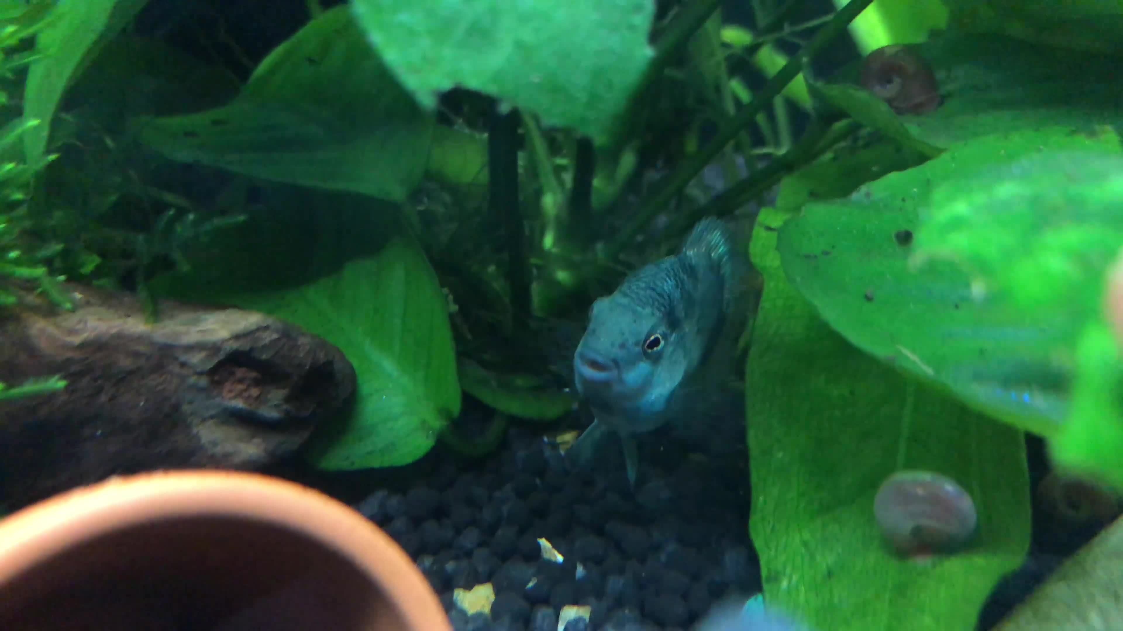 Cichlids fish for sale: Polar parrot fish for sale  - Video 2