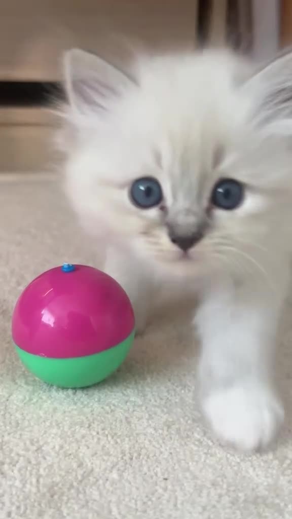 Ragdoll cats for sale: Luxury ragdoll kittens - Quality Breed  - Video 2