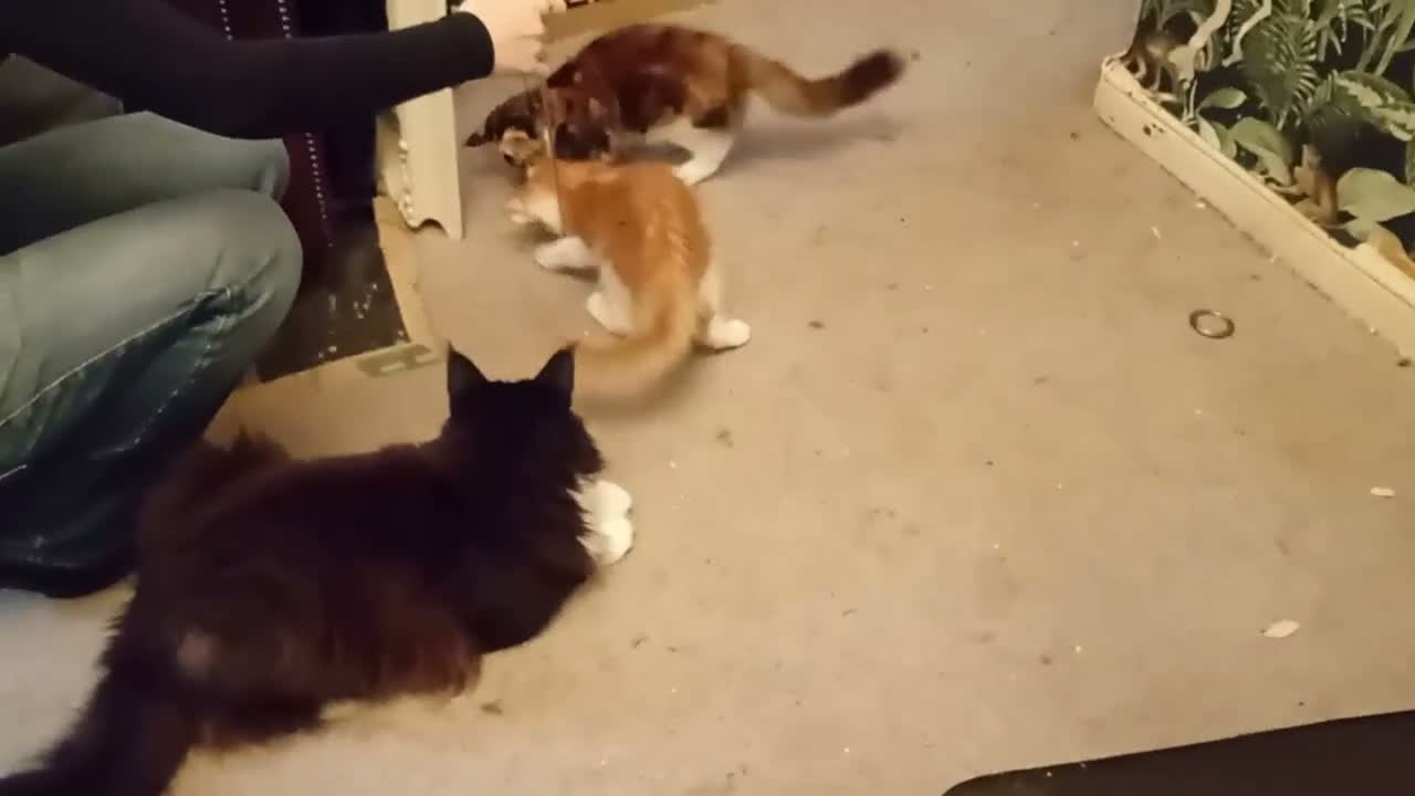 Maine Coon cats for sale: Stunning Maine Coon Kittens - Video 2