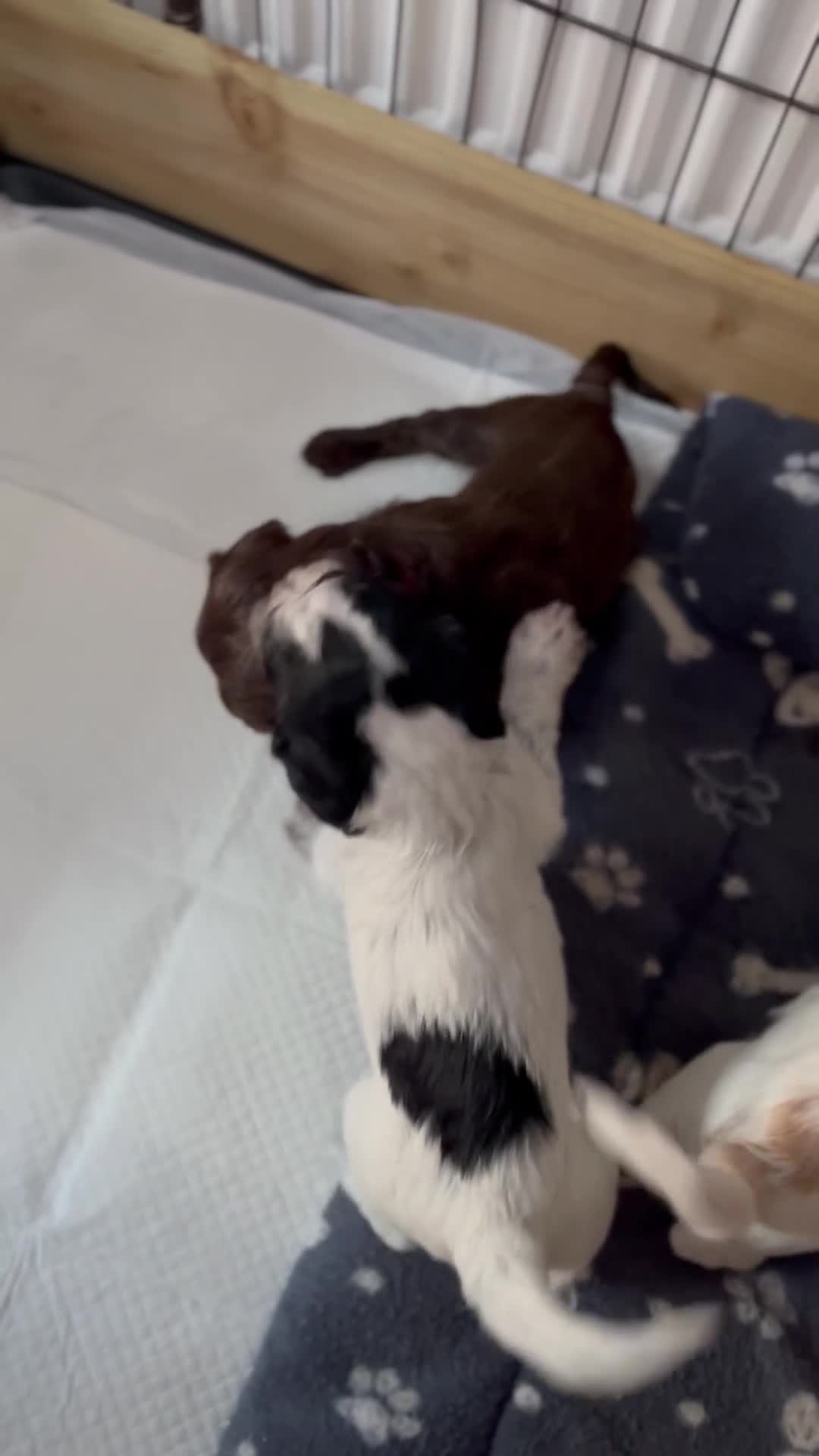 Cockapoo dogs for sale: Cute Cockerpoo pups for sale - Video 2