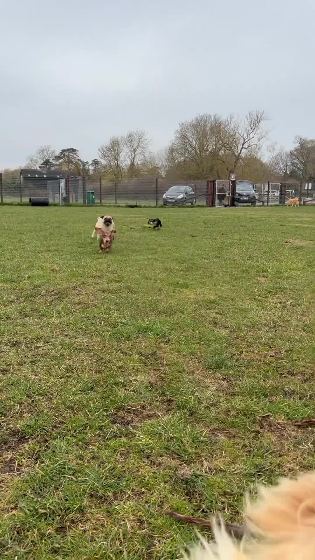 Miniature Dachshund dogs for sale: 1 year old cream Kaninchen dachshund - Video 4