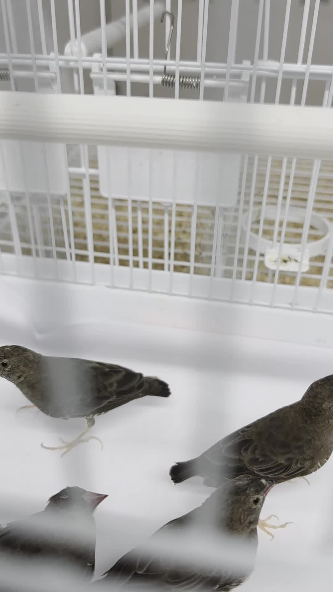 Finches birds for sale: African quailfinch for sale x5 - Video 1