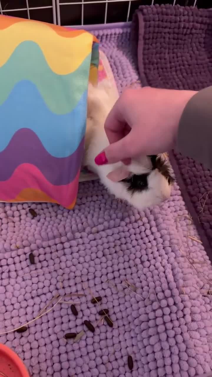 Guinea Pig rodents for sale: 💕 Guinea Pigs Looking for Loving Forever Homes 💕 in Croydon - Video 2
