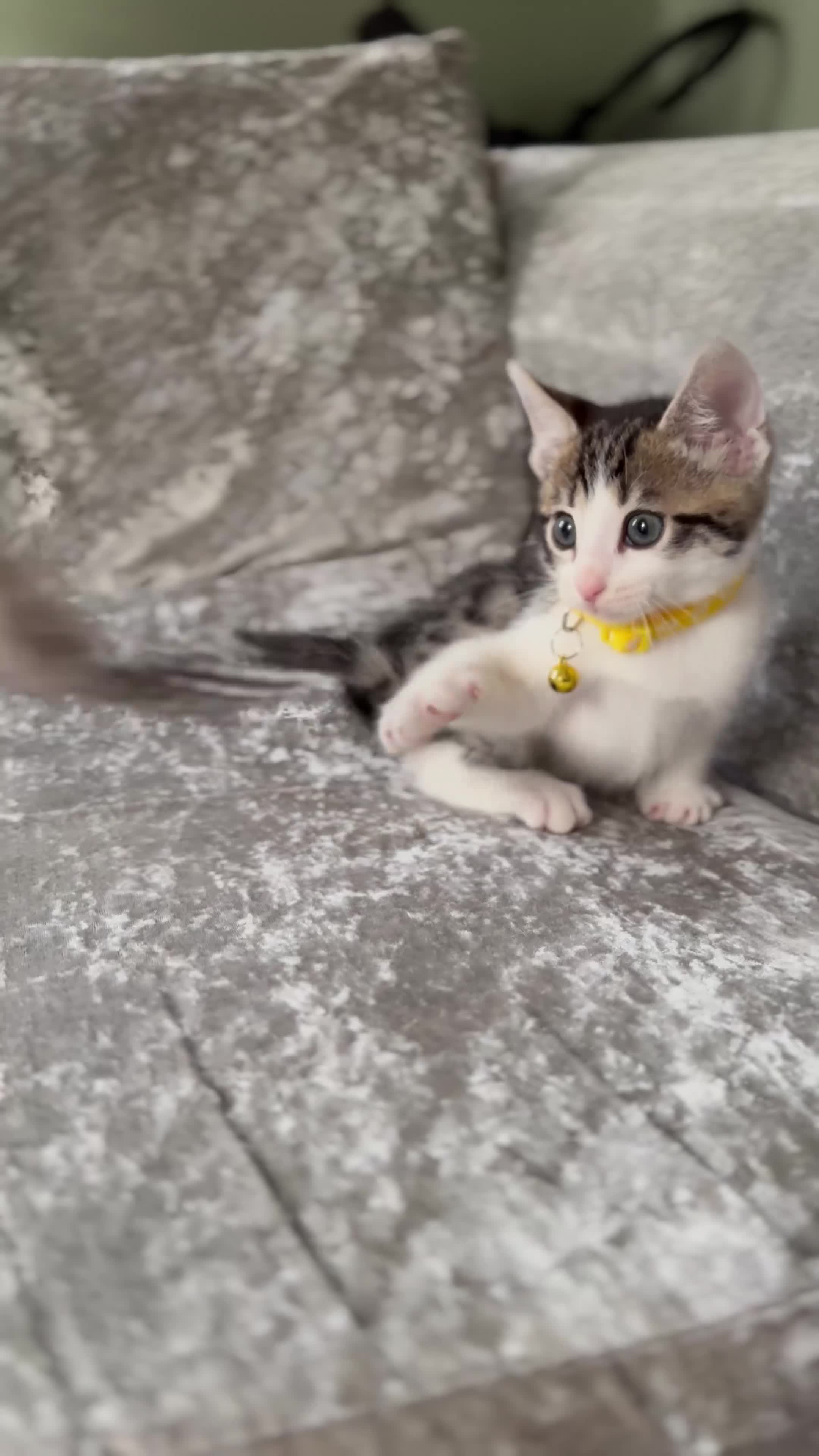 British Shorthair cats for sale: ✨🍑 PEACH & PISTACHIO 💚✨ - Video 2