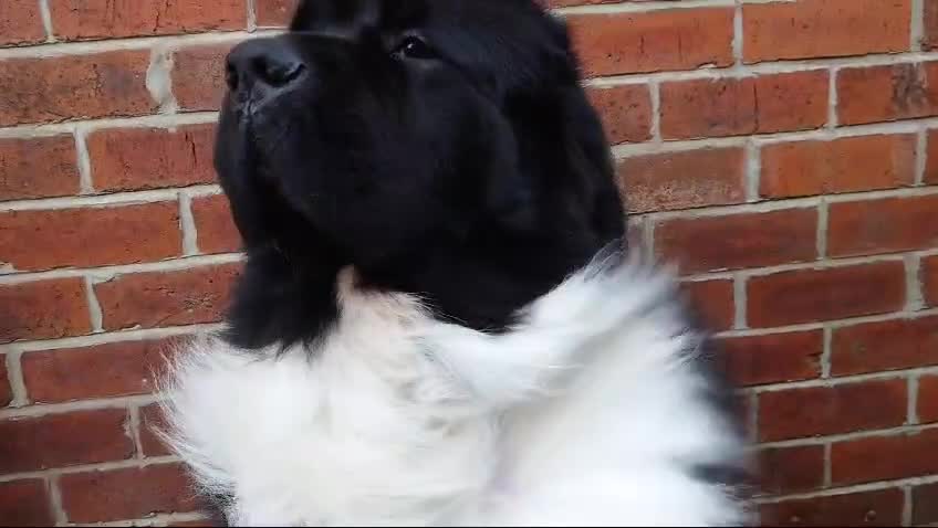Newfoundland dogs for sale: QUALITY KC REGISTERED NEWFOUNDLAND PUPPIES - Video 1