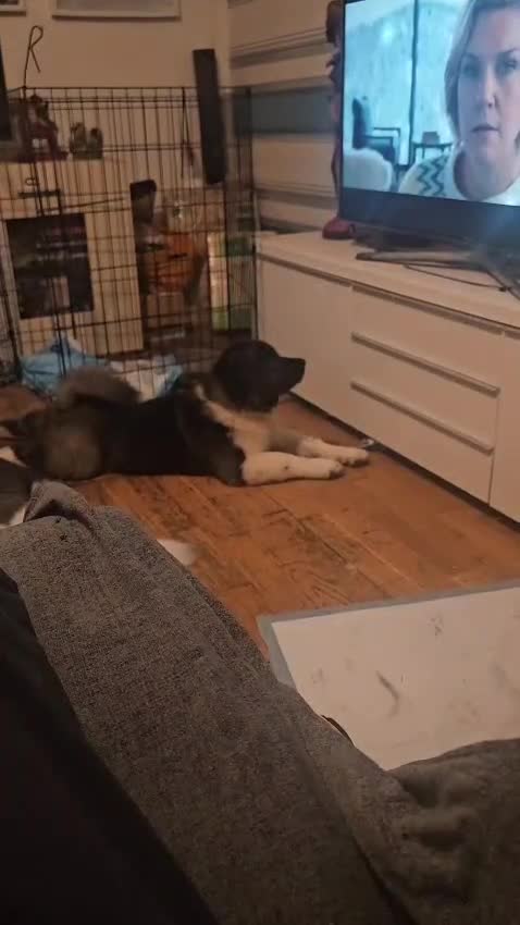 Akita dogs for sale: Akita Female  puppy - Video 1