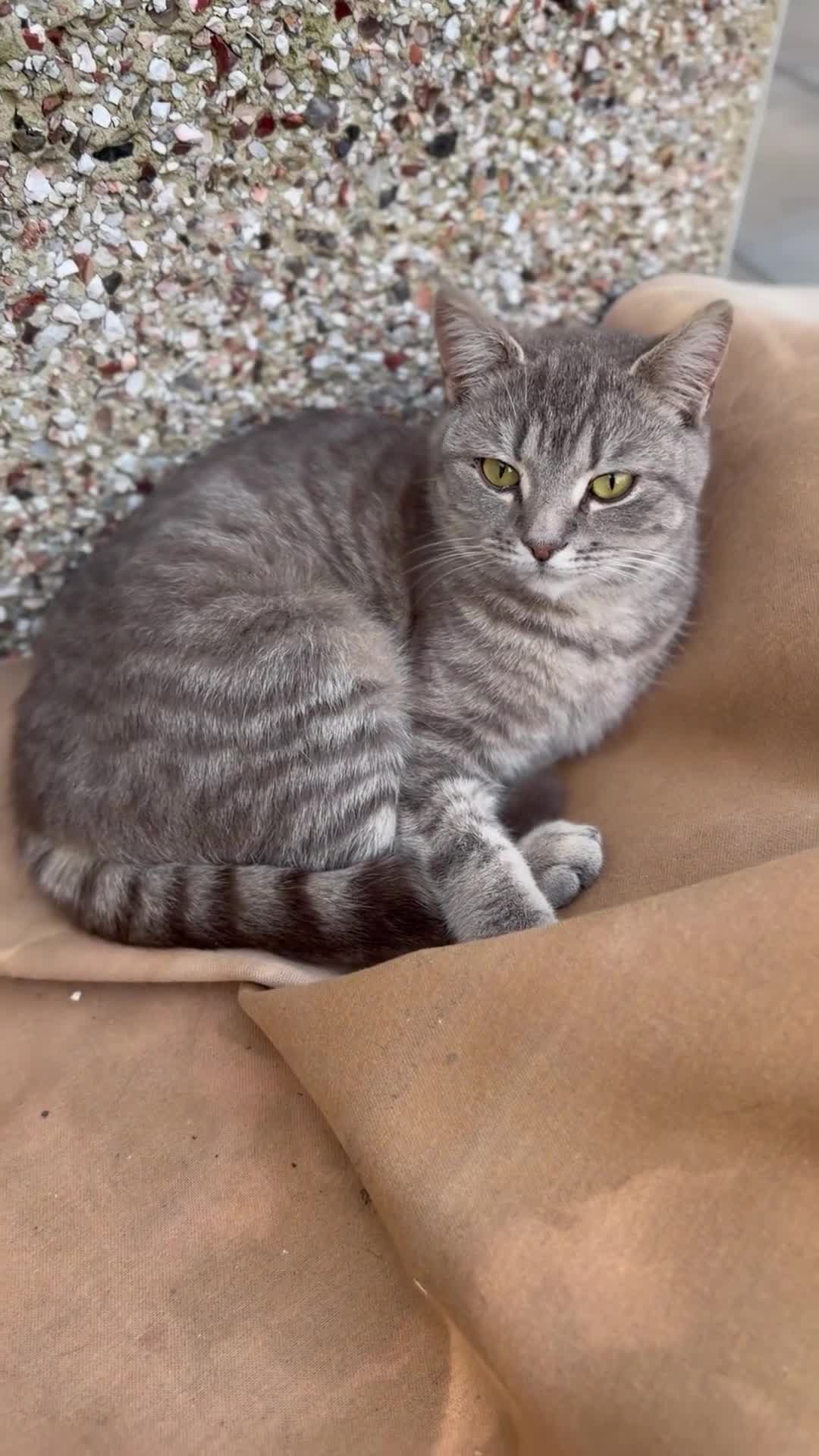 Mixed Breed cats for sale: Female cat, mother is a British Short Hair - Video 1