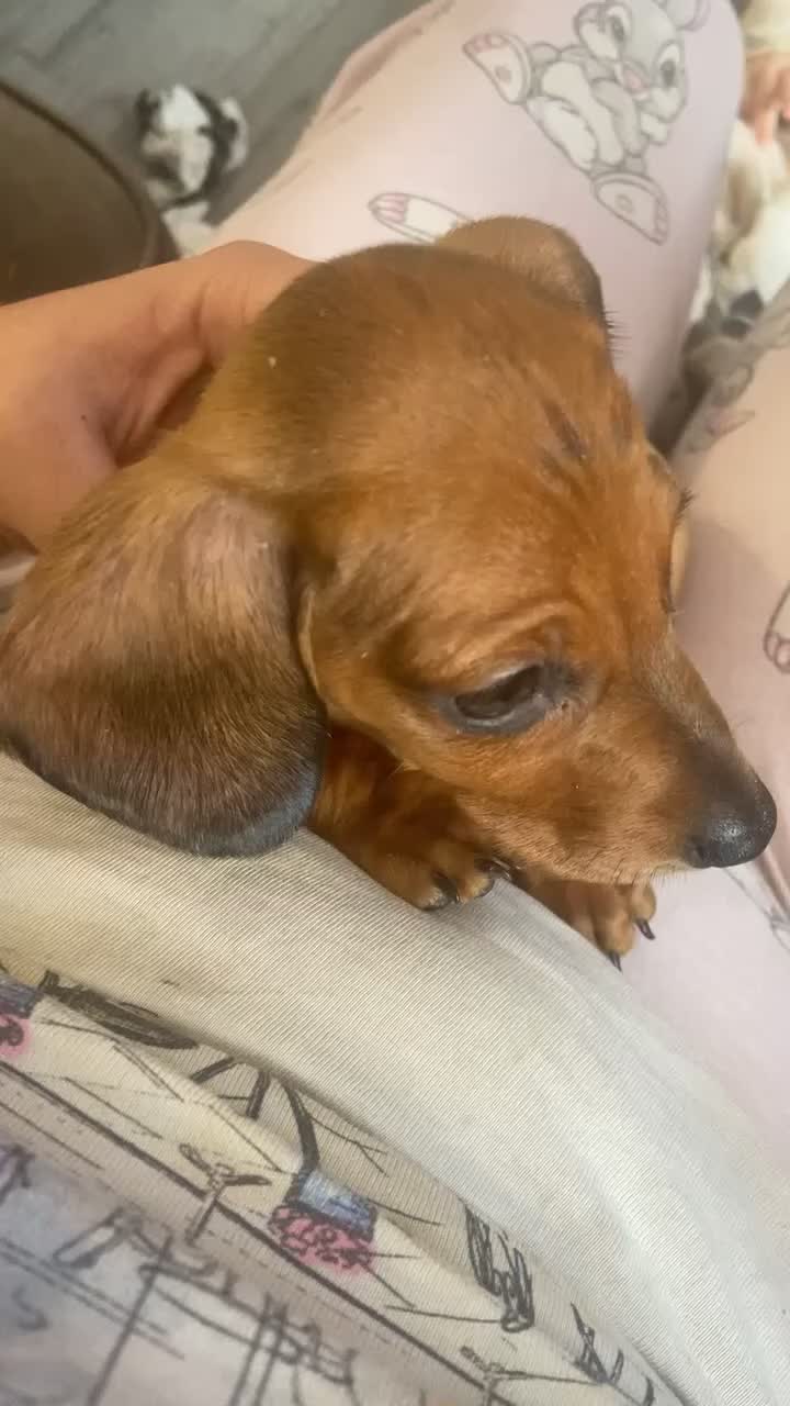 Dachshund dogs for sale: Miniature dashound  - Video 2