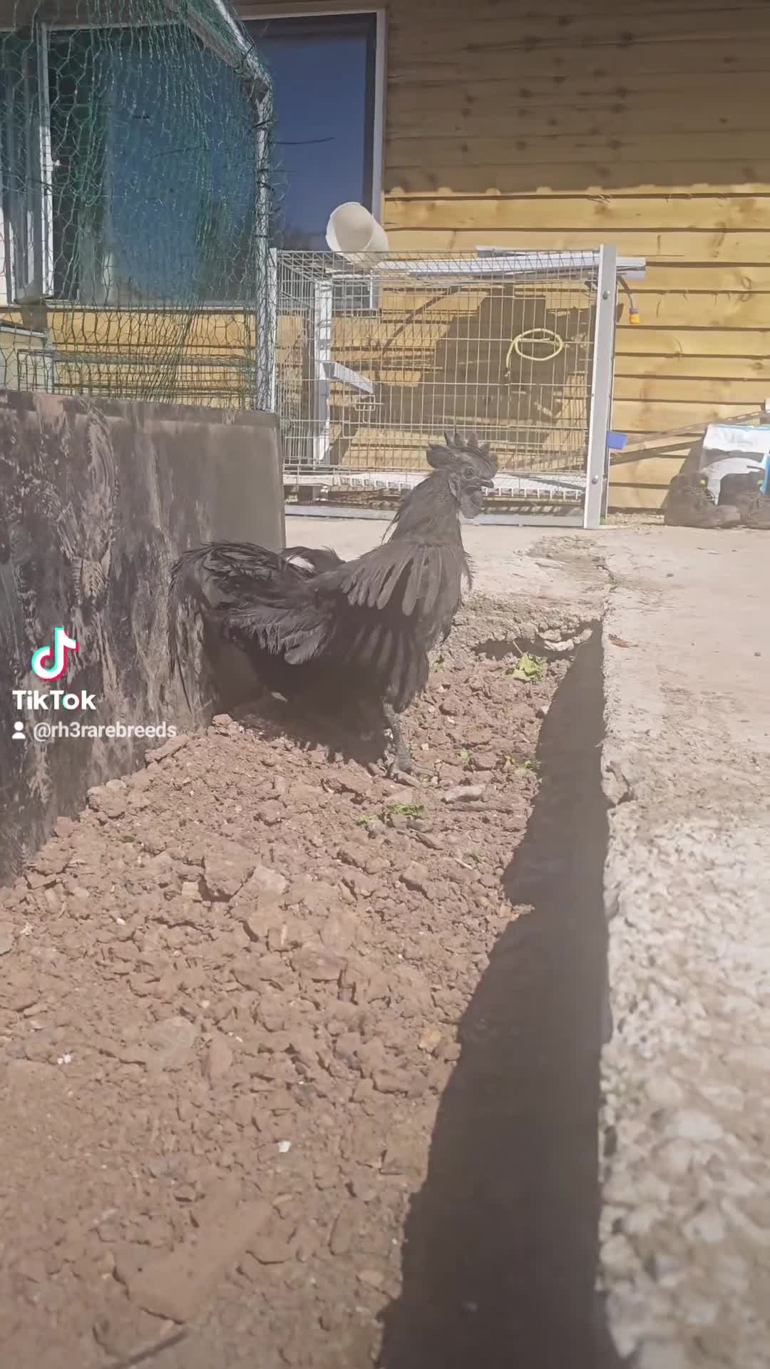 Chickens poultry for sale: Pure Indonesian Ayam Cemani Black Tongue in Newport - Video 1