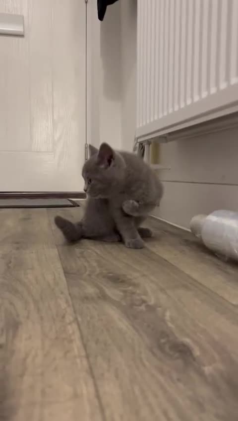 British Shorthair cats for sale: 💙 *Last little boy* Gorgeous bsh 💙 - Video 1