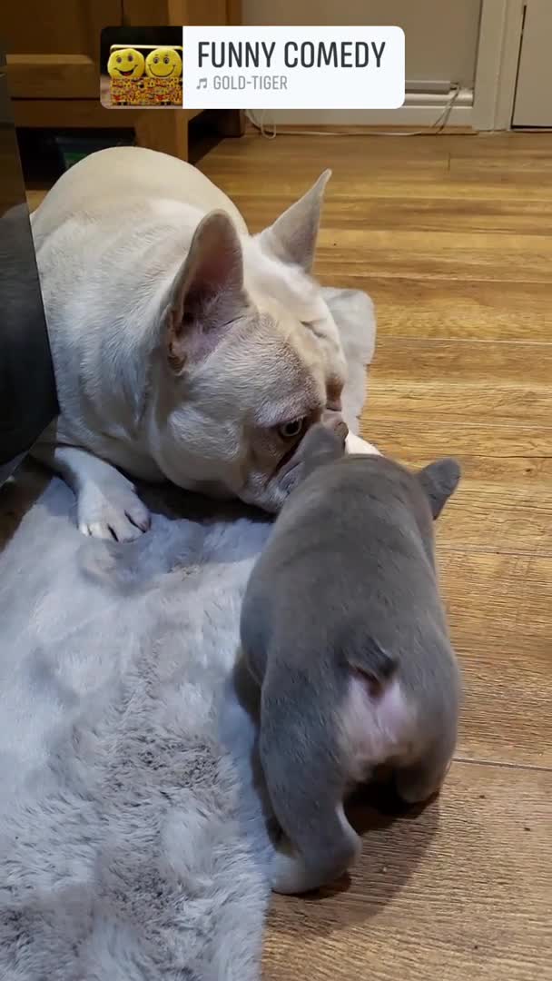 French Bulldog dogs for stud: Amazing structure and quality ‼️ in Ebbw Vale - Video 3