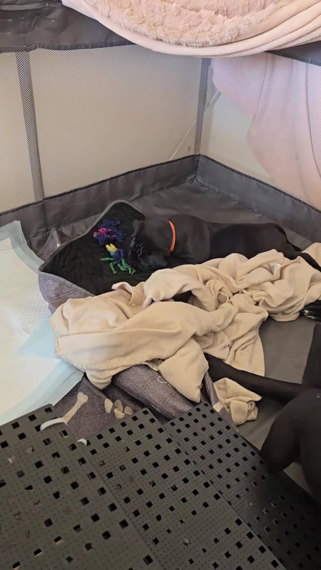 Cane Corso dogs for sale: 6 week old beautiful Cane corso babies  - Video 1