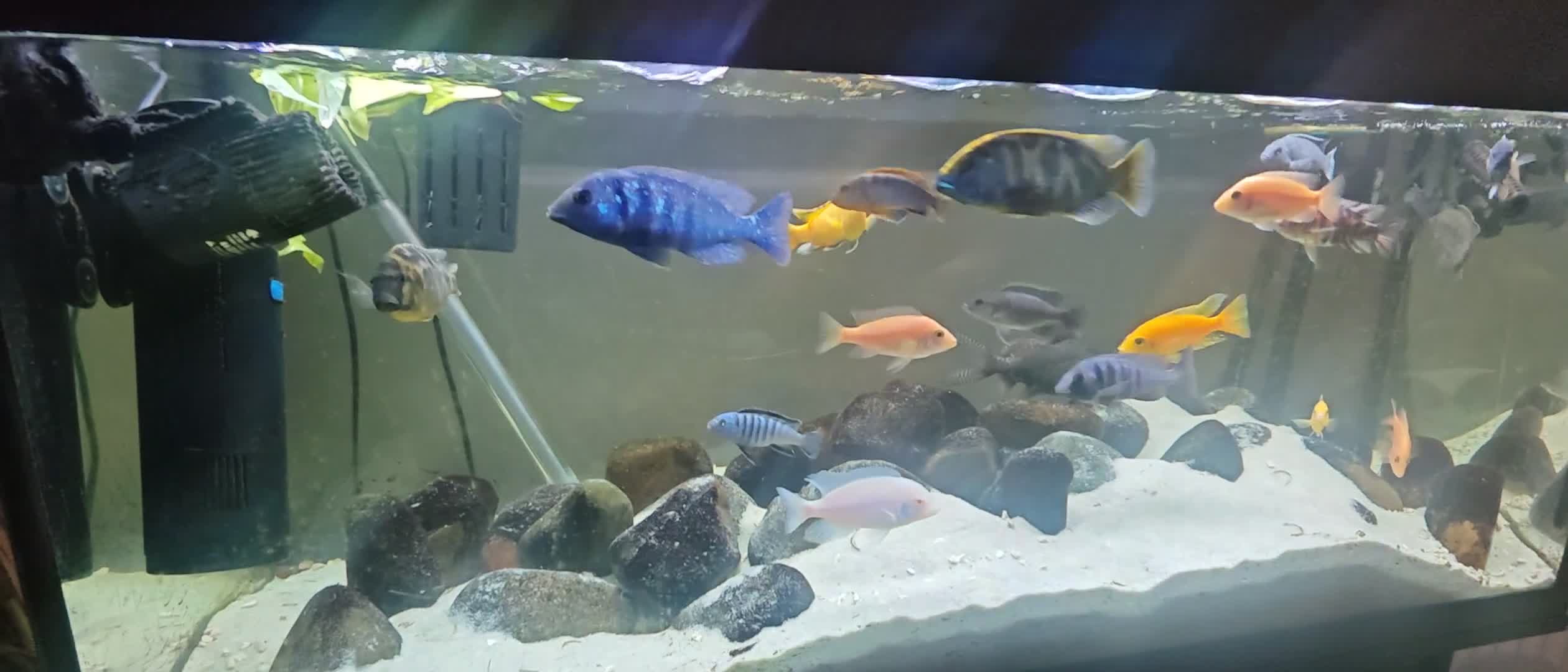 Cichlids fish for sale: Closing down tank, mixed Malawi - Video 1