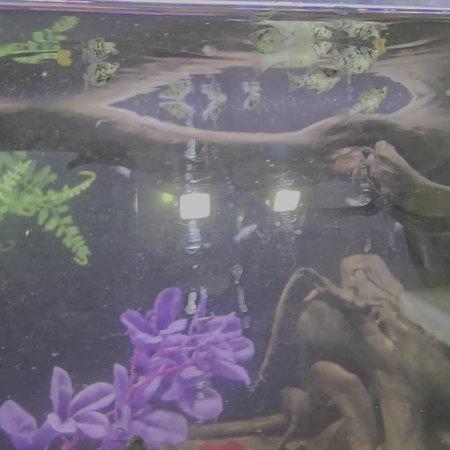 Mollies fish for sale: Hybrid Dalmatian Mollies £2 each/£10 for 6 - Video 2