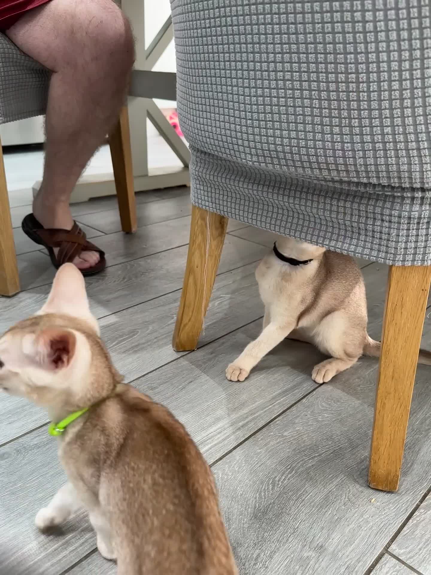 Abyssinian cats for sale: 🐾 Handsome Fawn Silver Aby Boy - ready now  - Video 5