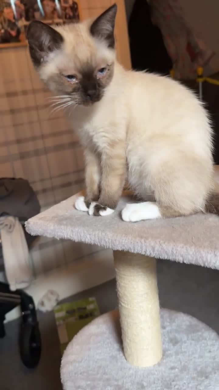 Ragdoll cats for sale: Beautiful Full Ragdoll Kitten – 5 Months Old - Video 1