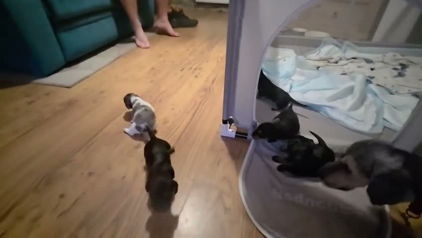 Doxiepoo dogs for sale: F1 generation doxipoo - Video 1