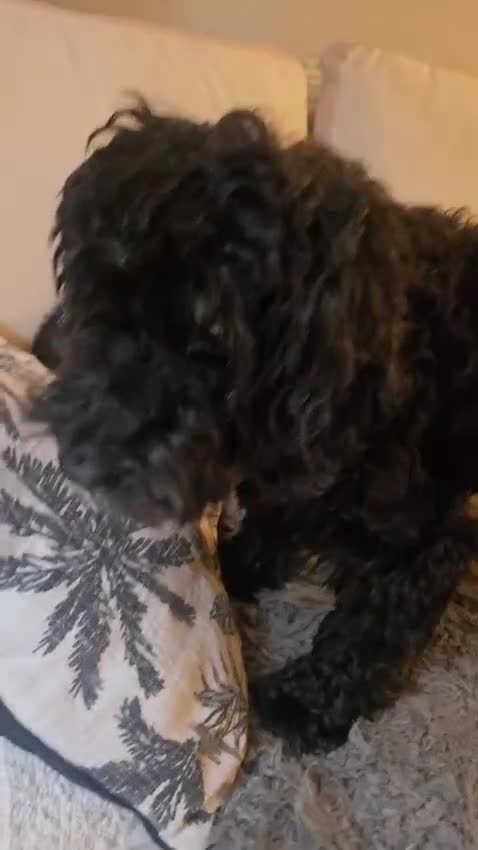 Mixed Breed dogs for sale: LAST TWO! Golden Retriever X Cockapoo puppies - Video 1