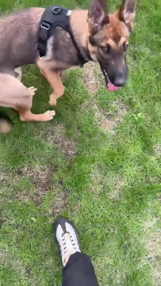 Mixed Breed dogs for sale: Belgium malinois cross in Sutton-in-Ashfield - Video 1