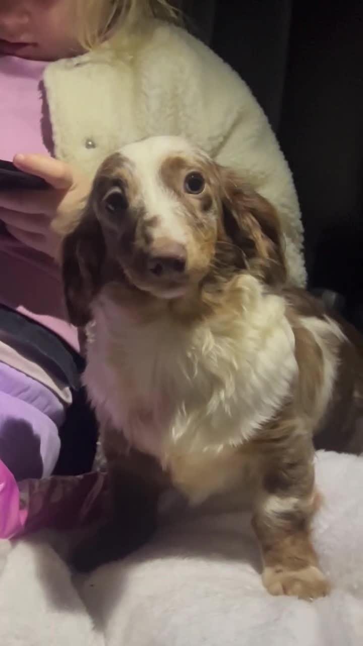 Miniature Dachshund dogs for sale: Puddles 7 month old miniature Dachshund Girl 💖 - Video 1