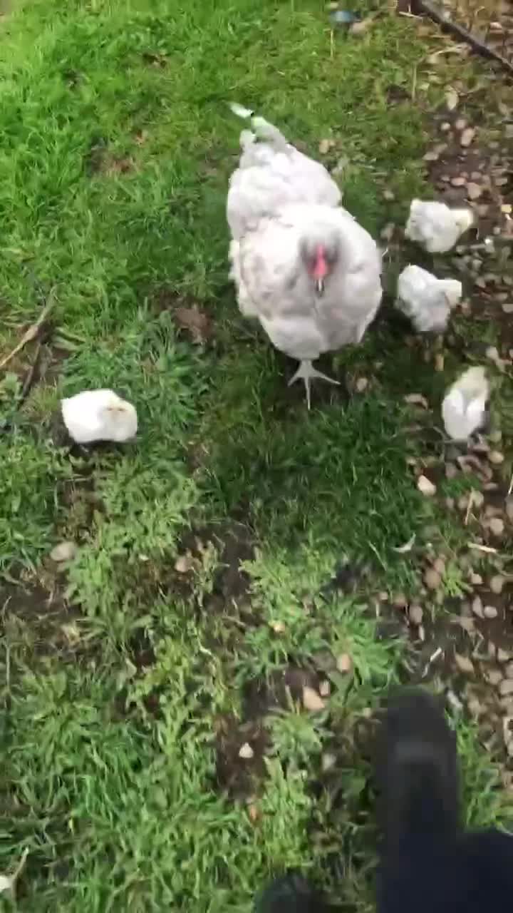 Chickens poultry for sale: Orpington lavender - Video 1