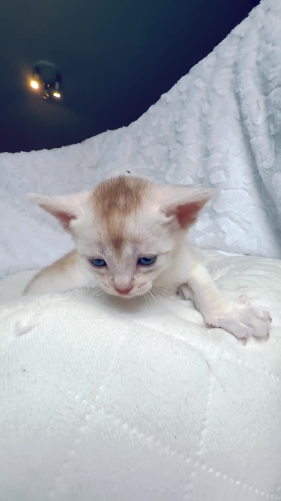 Abyssinian cats for sale: 🏆✨ Beautiful Silver Sorrel Abyssinian  ✨🏆❤️ - Video 1