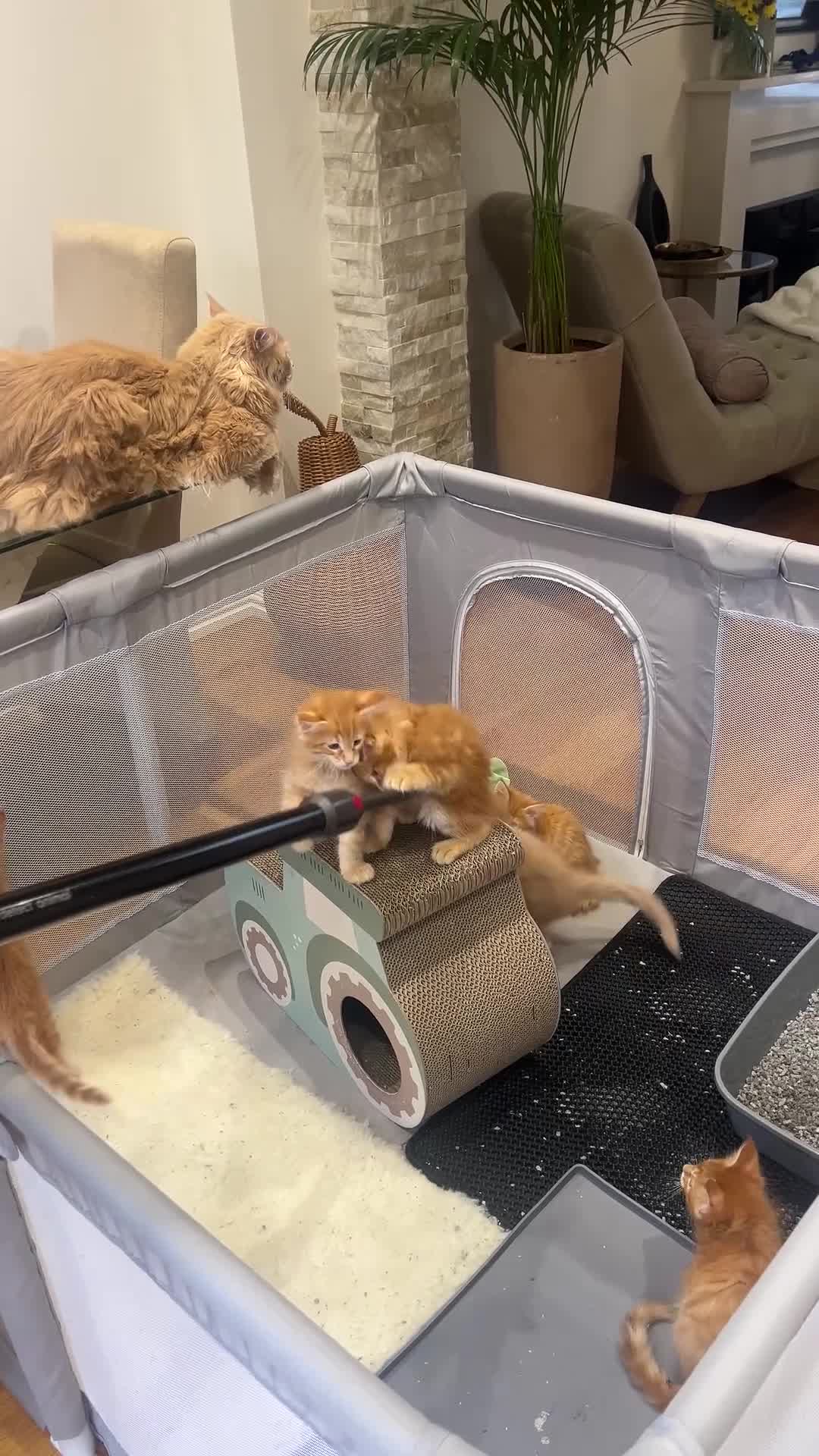 Maine Coon cats for sale: Exceptional Maine Coon Kittens - Rare Red Girls - Video 1