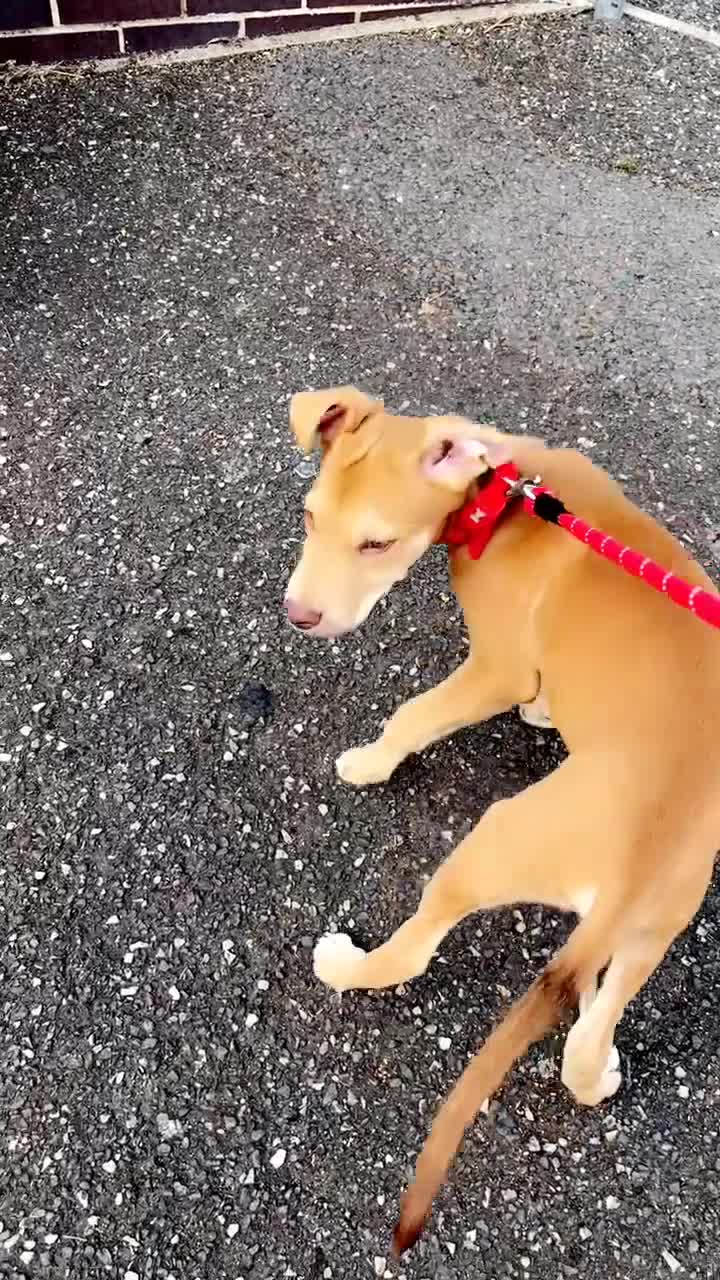 Mixed Breed dogs for sale: Sharlo mixed breed Dog - Video 2