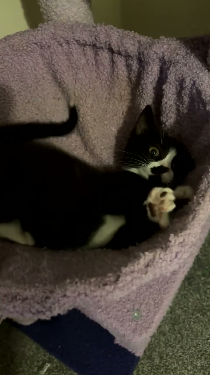 Mixed Breed cats for sale: Black and white cat - Video 1