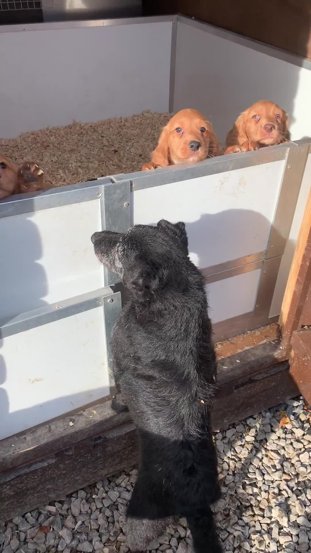 Cocker Spaniel dogs for sale: Superb KC Regd Red Working Cocker Spaniel puppies  - Video 1