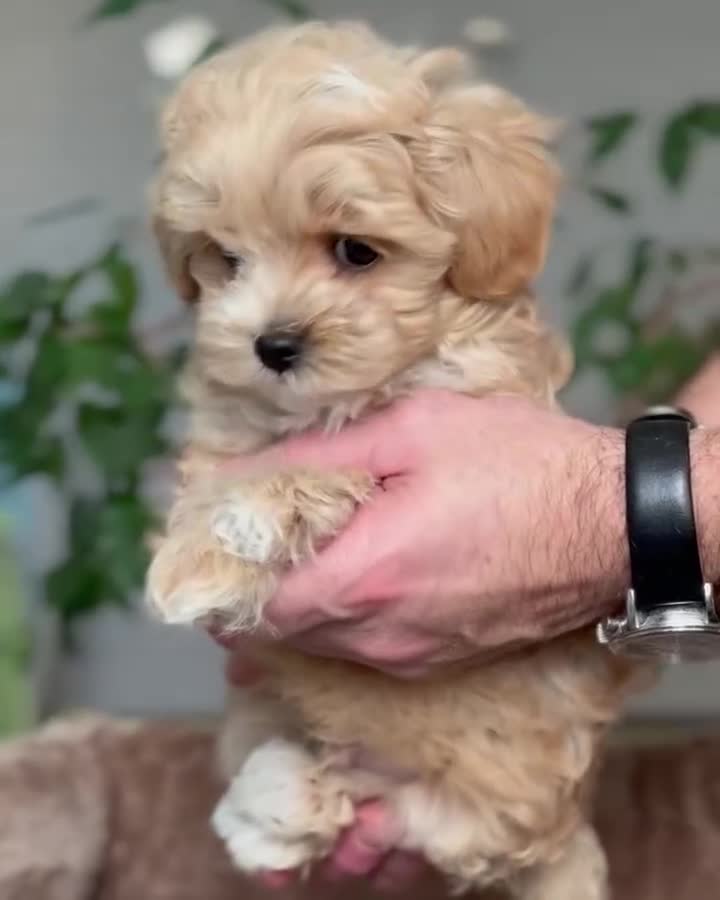 Maltipoo dogs for sale: playful Maltipoo puppies for sale  - Video 1