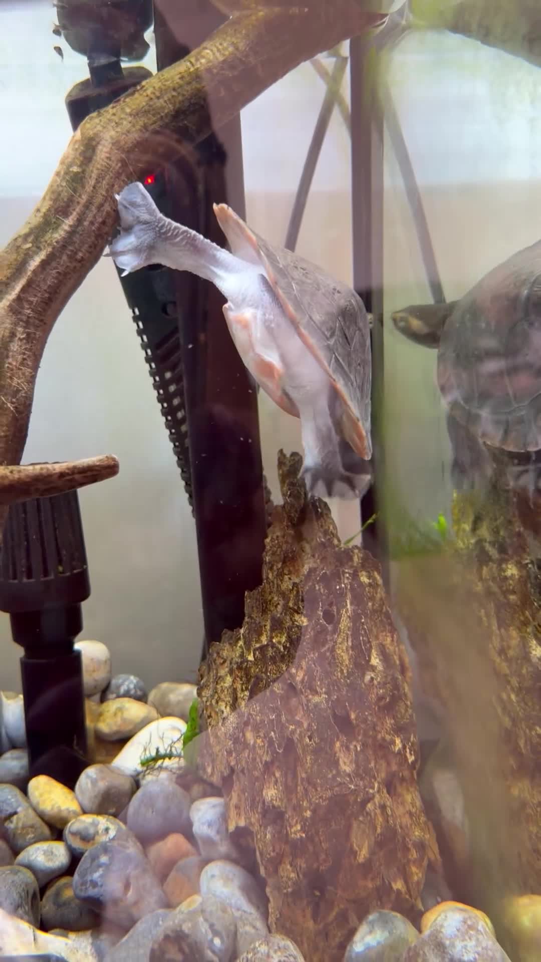 Turtle reptiles for sale: Pinked bellied sliders in Gosport - Video 1