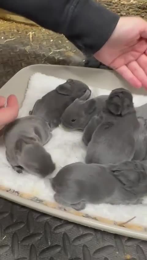 Mini Lop rabbits for sale: Pick up 4/4/26Purebred Violet-blue velvet Holicier - Video 1