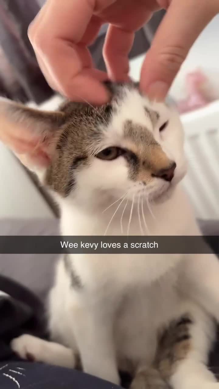 Mixed Breed cats for sale: 2 male kittens - Video 1