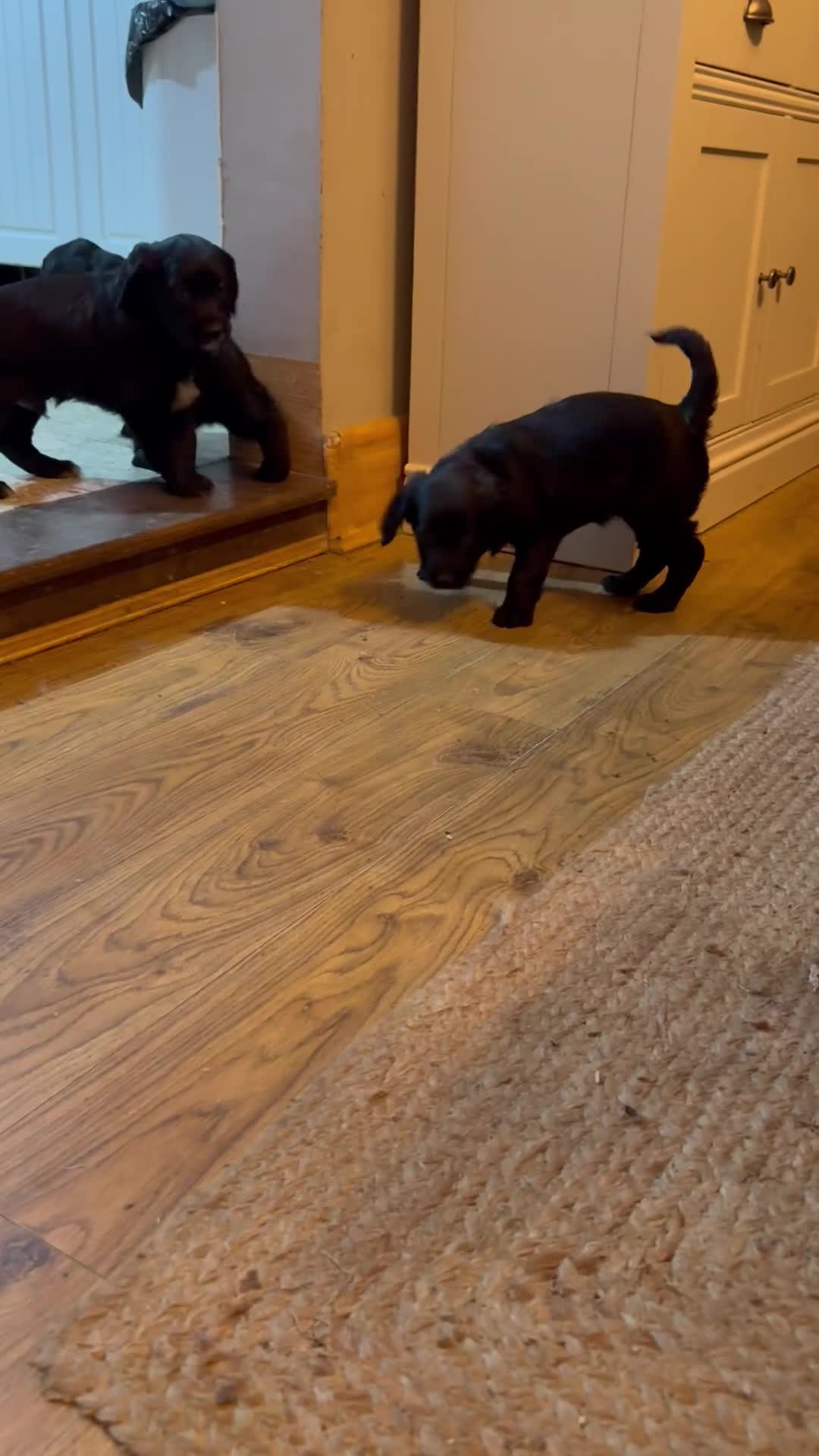 Mixed Breed dogs for sale: Golden Retriever cross Sprollies - Video 1