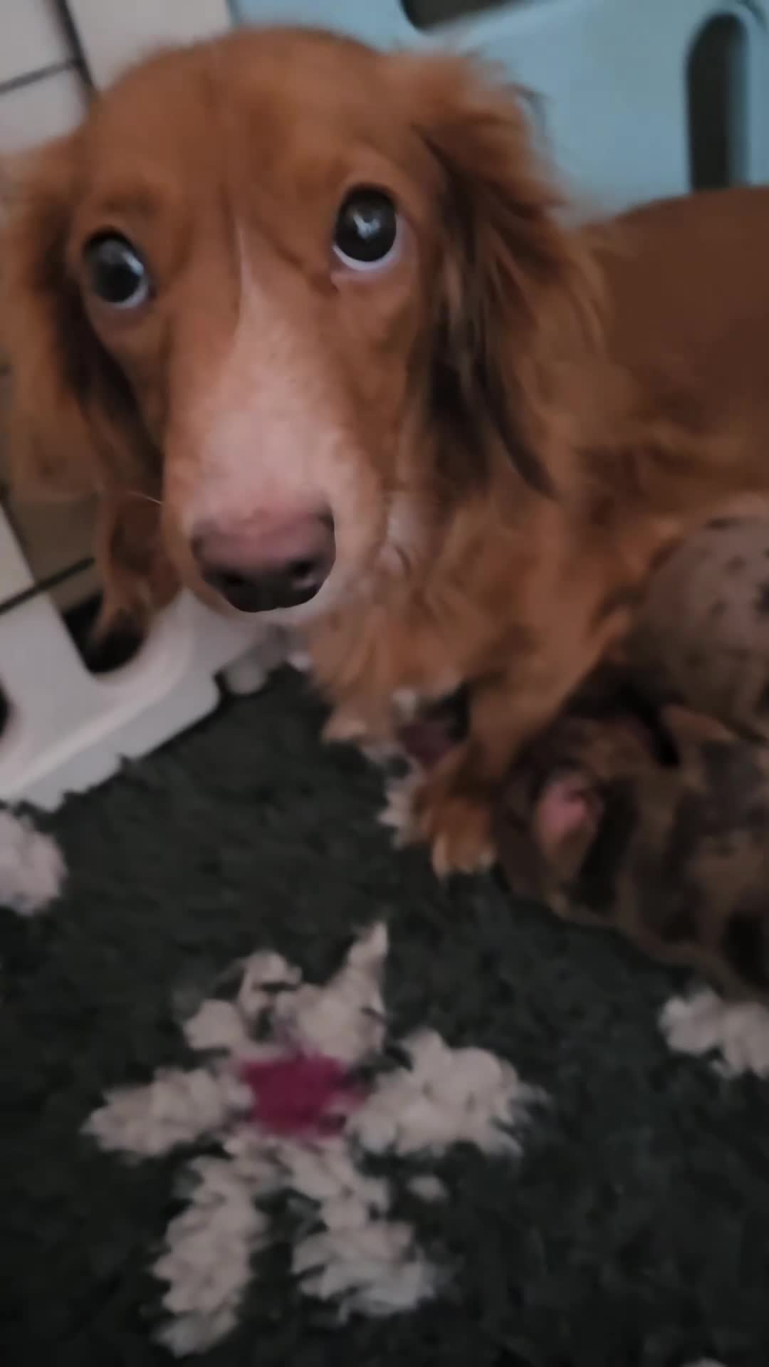 Miniature Dachshund dogs for sale: 3 beautiful longhaired miniture fur babies - Video 2