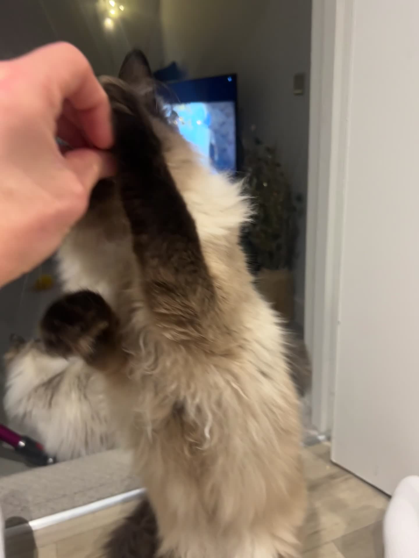 Ragdoll cats for sale: Two Ragdolls for sale  - Video 1