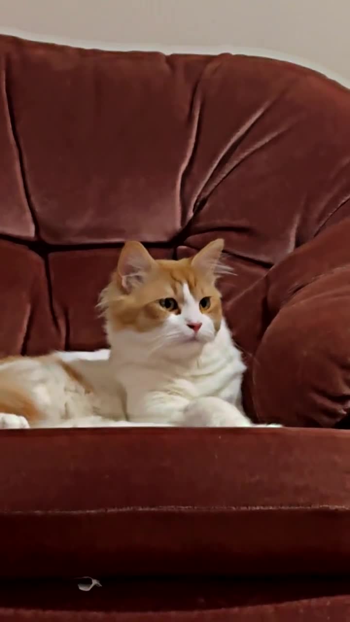 Persian cats for sale: Persian Male and Female Cat in Mexborough - Video 2